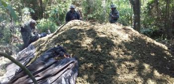 Más de 9 toneladas de Marihuana anuladas en Alto Paraná